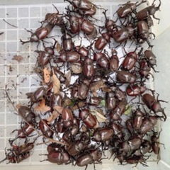 夏の思い出作りに♡ カブトムシ オス・メス 350匹以上  クワ...