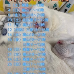 ８月おのテニ会（尾道ソフトテニスの会）2024 - 尾道市