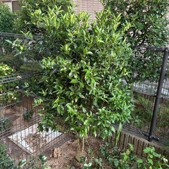 金柑の木(相談中) の画像