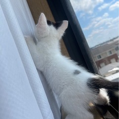 ハチワレ3ヶ月オス