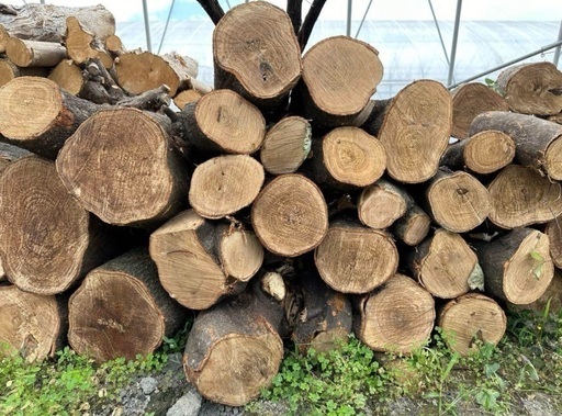 原木、玉切り、薪あります！