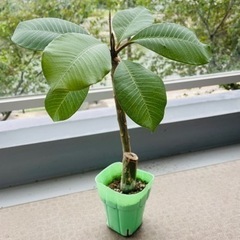 プルメリアの鉢植え