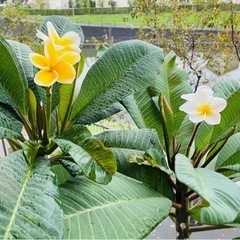 プルメリアの鉢植え