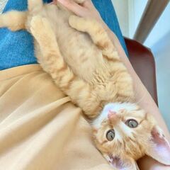 ペルシャ猫とアメショーと三毛猫Mixの子猫達(2カ月) - 遠野市