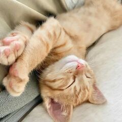 ペルシャ猫とアメショーと三毛猫Mixの子猫達(2カ月) - 猫