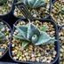 ランキングキーワードに紐づく投稿画像-多肉植物