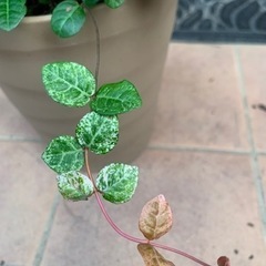 ハツユキカズラとタマリュウの寄せ植え 差し上げます｡˚✩の画像