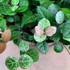 ハツユキカズラとタマリュウの寄せ植え 差し上げます｡˚✩の画像