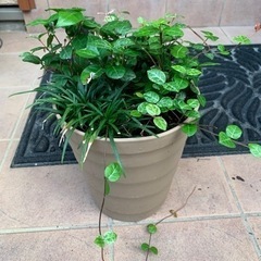 ハツユキカズラとタマリュウの寄せ植え 差し上げます｡˚✩の画像