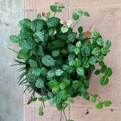 ハツユキカズラとタマリュウの寄せ植え 差し上げます｡˚✩の画像