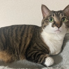 里親募集　メス推定6歳