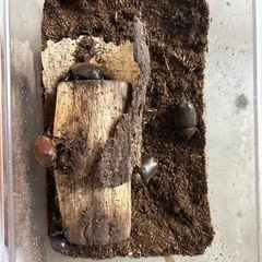 カブトムシの画像