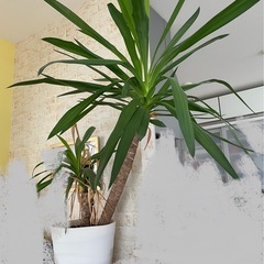 ドライガーデン ユッカロストラータ #植物販売 #ドライガーデン