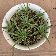 〖アガベ 吹上 〗差し上げます♩の画像