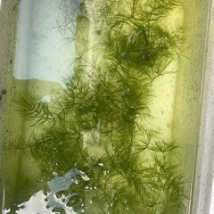 初心者さん金魚買いませんか？の画像