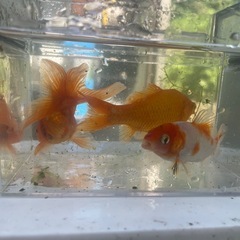 初心者さん金魚買いませんか？の画像