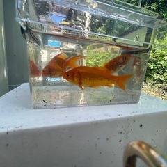 初心者さん金魚買いませんか？の画像