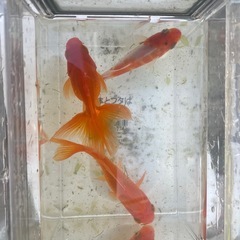 初心者さん金魚買いませんか？