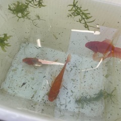 初心者さん金魚買いませんか？の画像