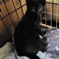 幸せを呼ぶ黒い稲妻！！！