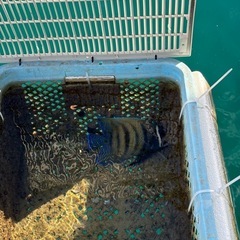 沖縄県産
サザナミヤッコ成体