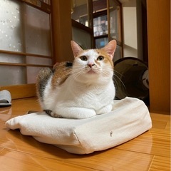 推定3歳の三毛猫ママちゃん