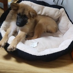ミックス