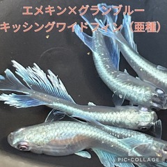 エメキン×グランブルーKWF（亜種）改良メダカ生体販売