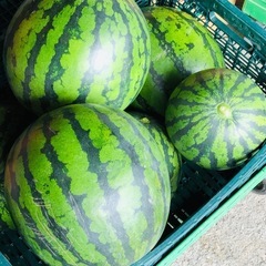 【お盆商戦】大人気！西瓜のコンテナ売り