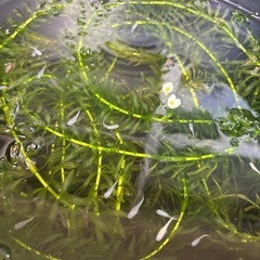 5・6月生まれのメダカ稚魚