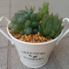 多肉植物　ハオルチア属　寄せ植え　アイボリーバケツ