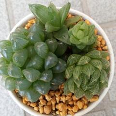 多肉植物　寄せ植え　ハオルチア属　アイボリー缶