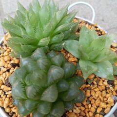多肉植物　寄せ植え　ハオルチア属　シルバーバケツ
