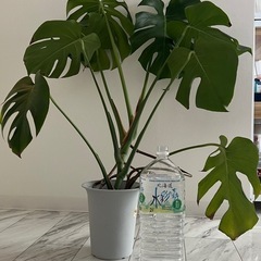 観葉植物 モンステラ
