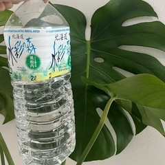 観葉植物 モンステラ
の画像