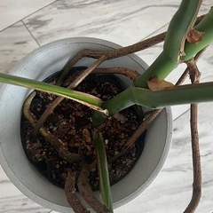 観葉植物 モンステラ
の画像