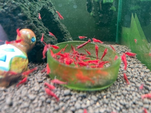 シュリンプを飼いたい方探してます。
