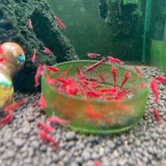 シュリンプを飼いたい方探してます。