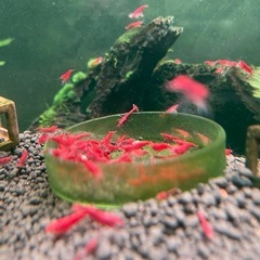シュリンプを飼いたい方探してます。の画像