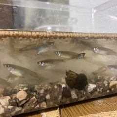 ！幼児得！メダカ！魚！30匹くらい！いる！ドジョウもいるよ！