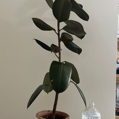 観葉植物 フィカス・バーガンディ
