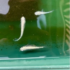 プラチナ星河の稚魚10匹