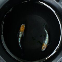 【メダカ】ユリシス ヒレ長 幼魚10匹 【発送可】