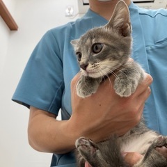 可愛い男の子です