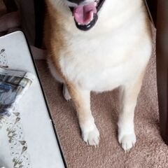 里親さん募集します