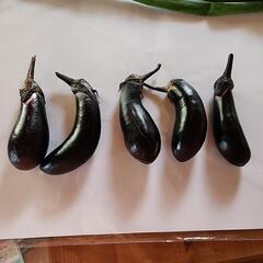 新鮮　野菜🍆ナス5個(農薬不使用)