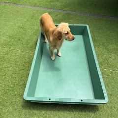 トロ舟220L プラ舟犬用プールメダカ亀水槽 (たこ焼きNY) 九品仏