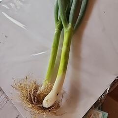 新鮮野菜　葱２本　(農薬不使用)の画像