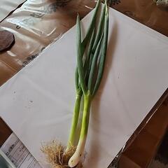 新鮮野菜　葱２本　(農薬不使用)