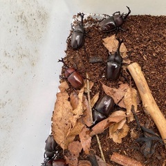 那須塩原産　カブトムシ　まとめ買い